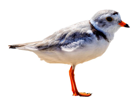 Piping Plover Sticker